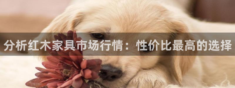 星欧娱乐平台是什么